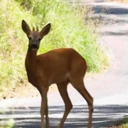 3 Etoiles - Piscine - Ccb0dic *