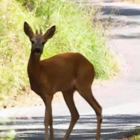 Campeggio 3 étoiles - Piscine - Ccb0dic