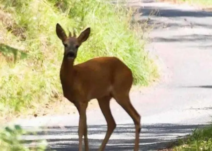 3 Etoiles - Piscine - Ccb0dic *